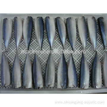 High Quality Seafood Frozen Mackerel Fish HGT